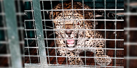 Elusive leopard which had allegedly killed four persons in T Narasipur taluk was trapped to cage on Thursday(Express Photo | Udayashankar S)