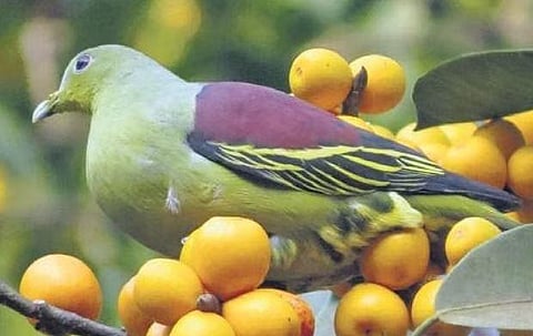 Pompadour Green Pigeon