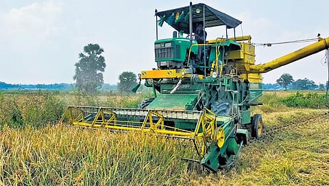 A harvesting machine at work at a samba paddy field at Soorakkottai village near Thanjavur on Wednesday | Express