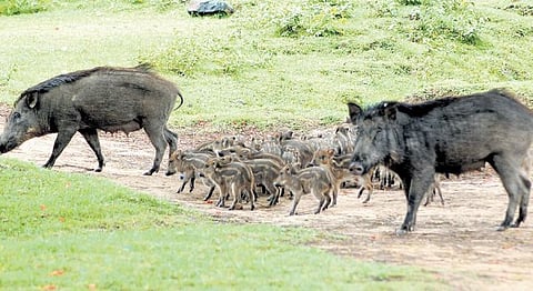 African swine flu confirmed at MTR, two more boars dead