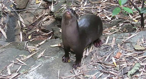 Otter makes pond on IISc-Bangalore campus its home, keeps up mystery