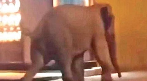 The wild jumbo that strayed into Sulthan Bathery town in the early hours of Friday | Video grab