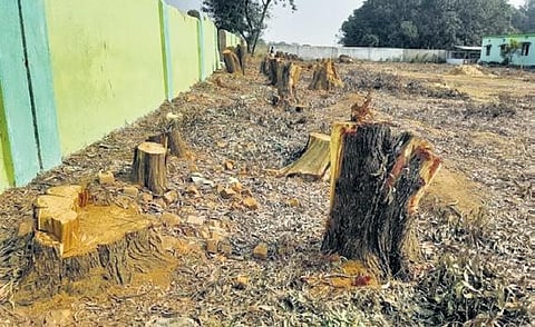 Stumps of felled trees on the school campus at Kukudabai village