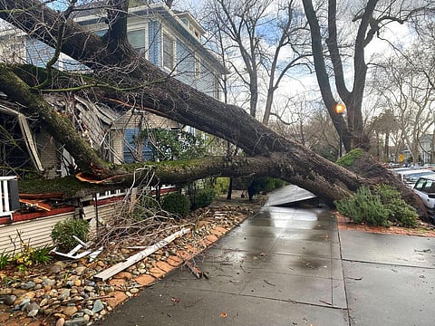 A tree collapsed and ripped up the sidewalk damaging a home in Sacramento, California on January 8, 2023. (Photo | AP)