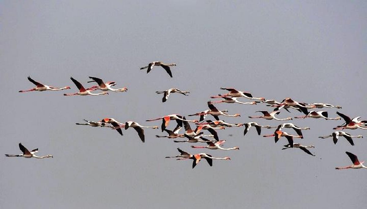 Abtak.com - Environment - News Image