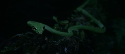 A scene from the teaser of the documentary  ‘Kappe Raaga'. (Photo | YouTube)