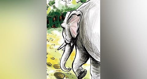 ‘Elephant conservation authority not needed, Wildlife Act is good enough’