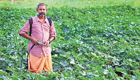 Prasanth Kumar in his lush organic farm of vegetables in Madurai. (Photo | KK Sundar)