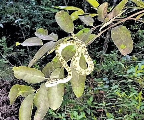 The rare snake which was captured from a house garden in Kalasa | Express