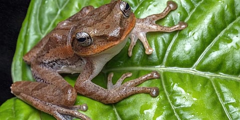 Micrixalus, commonly known as dancing frogs (Photo | Express)
