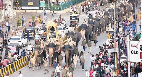 Dasara elephant Mahendra carries a 750-kg wooden howdah and takes part in a Jamboo Savari rehearsal near Mysuru Palace on Tuesday | express