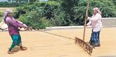 Farm workers drying harvested Kuruvai paddy near Thanjavur-Tiruvarur road | Express