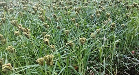 Odisha University of Agriculture and Technology develops nutri-rich millet ‘ShreeRatna’