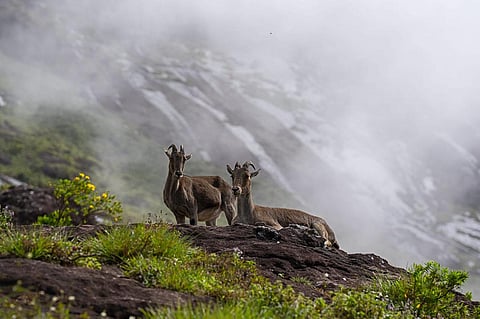 As part of the Tahr project, habitat viability and risk assessment will be done. (Photo | Pravin Shanmughanandam)