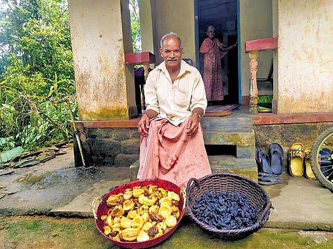 Raveendran with the Malabar tamarind (raw and dried) harvested from his plantation |  Express