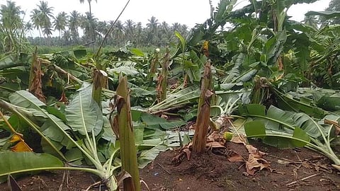 Banana trees felled in Namakkal. (Photo | Express)