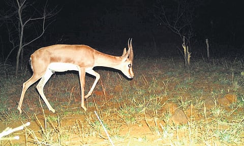 Chinkara caught on trap camera fixed at Palutla-Nekkanti Guttalachenu area of GV Palli range in Nallamala forest I Express