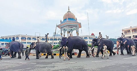 Dasara elephants rehearse for Jamboo Savari in Mysuru on Sunday.