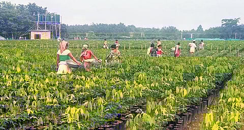 The rubber nursery established by Pala native Raju V Jose of Vadakkel Rubber Nursery at Matia in Goalpara district of Assam
