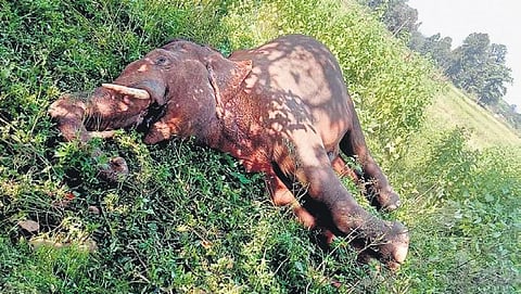The dead tusker lying in a field at Oraghat village in Koida forest range | Express