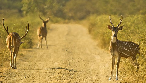 Spotted deer at Sasan Gir. (Photo | Wikimedia Commons)