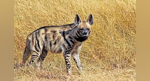 Striped hyena. 