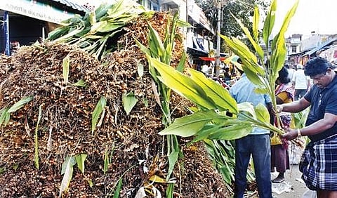 AP farmers cheer as turmeric board to be a reality soon