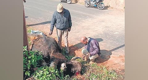 The animal was found dead with a bullet injury in its head. (Photo | Express)