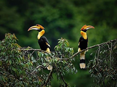 Great Hornbills. (Photo | Express)