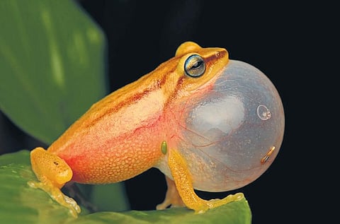 43.5% of amphibians in Kerala at risk of extinction 
