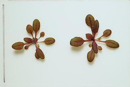 Plants learn to detect toxic chemicals