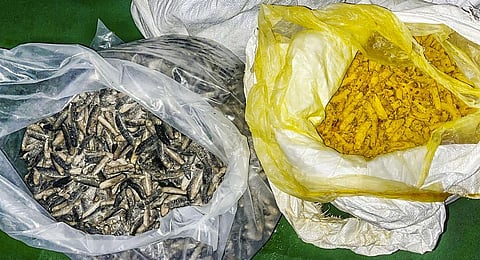 Sea cucumber and raw turmeric seized by personnel of Indian Coast Guard.(Photo | PTI)