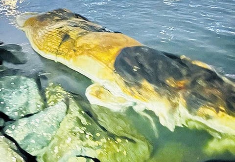The whale carcass found on Kozhikode beach