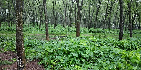 The fall in rubber prices has led to a sharp fall in property prices in Kerala. (File | EPS)