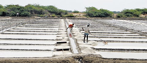 Salt extraction from salterns near Agasthiyampalli in Vedaranyam | Antony Fernando