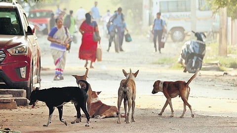 Stray dog image used for representational purposes only.