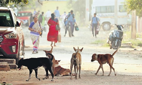 Vellore residents live in fear as stray dog population is on the rise. (Photo | Dinesh, EPS)