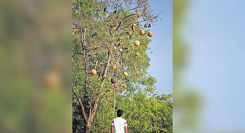 Football boots and balls tied to the acacia mangium on Munroe Island. (Photo | Express)