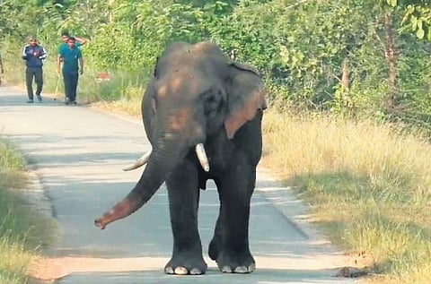 The lone tusker roaming in Patnagarh town in Balangir district | Express