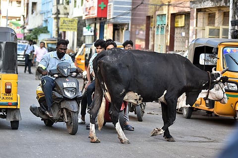 Shots of stray cattle roaming on the streets of Triplicane .Picture for follow up story on cattle hit death today for Mohan story in Chennai. (Photo | P. Ravikumar)