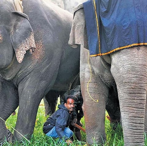 Rather than a veterinarian, Dr N Kalaivanan is a specialist in capturing and/or tranquilising wild animals, especially elephants |  kk sundar