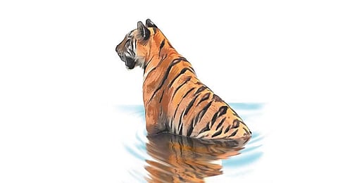 Mudumalai tiger deaths: NTCA report expected in 2 days