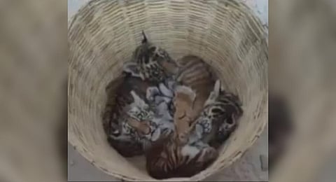 Image of the tiger cubs