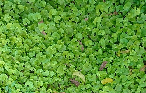 Watch out! The ‘Vallarai’ you buy may not be real