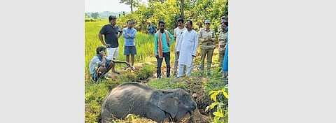 Carcass of the elephant. (Photo | Express)