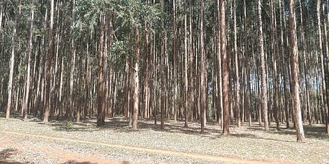 For representational purposes (Photo | Twitter)