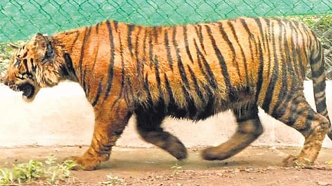 Image used for representational purposes. (File photo | Express)