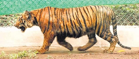 Image of tiger used for representational purposes only.