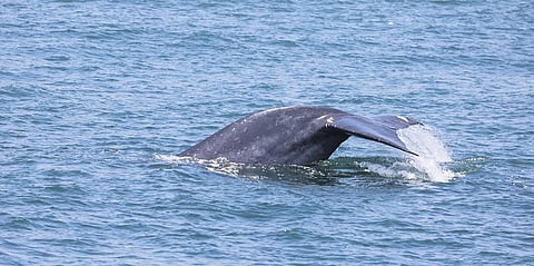 The blue whale sighted 12 nautical miles off Kozhikode coast by the CMFRI research team on Wednesday (October 4) during a survey expedition