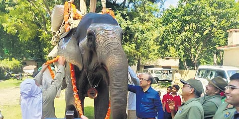 Gomti was awarded a medal by Dr Dheeraj Pandey, Director, Corbett Tiger reserve | Express